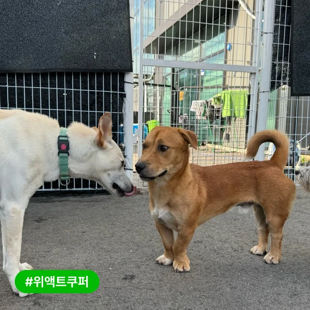 저도 트램펄린 위로 점프할 수 있을까요? 현장 사진