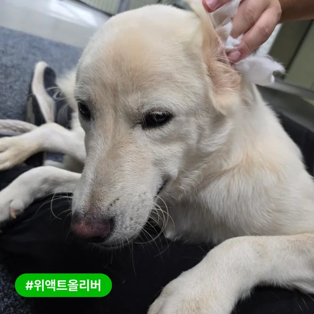 저도 트램펄린 위로 점프할 수 있을까요? 현장 사진