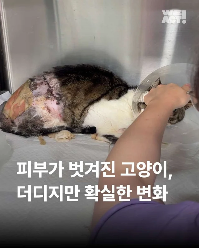 피부가 벗겨진 고양이, 더디지만 확실한 변화 현장 사진