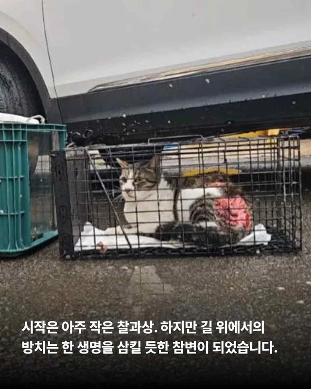 피부가 벗겨진 고양이, 더디지만 확실한 변화 현장 사진