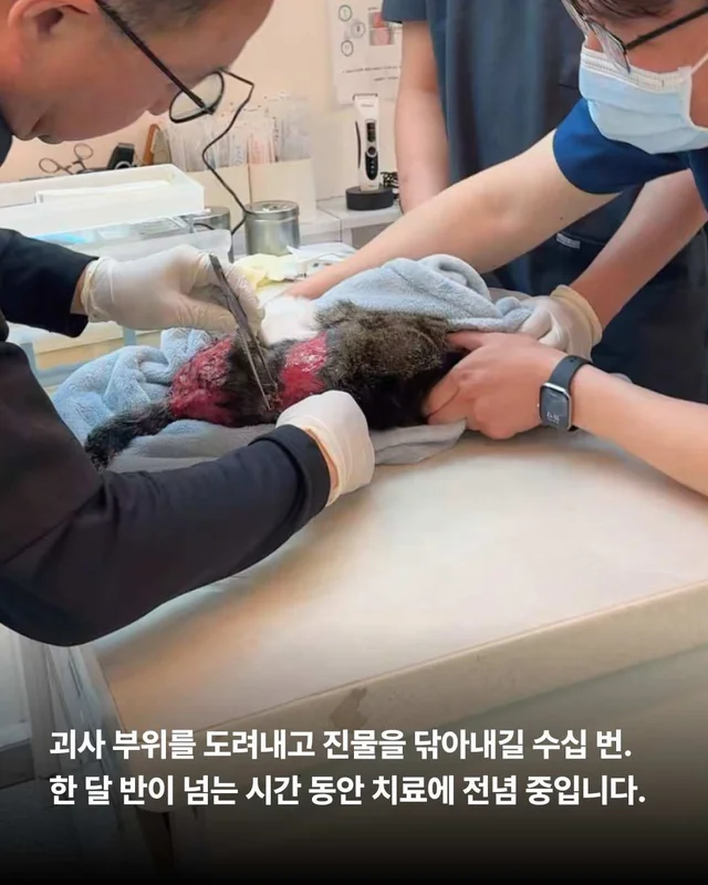 피부가 벗겨진 고양이, 더디지만 확실한 변화 현장 사진