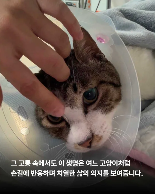 피부가 벗겨진 고양이, 더디지만 확실한 변화 현장 사진