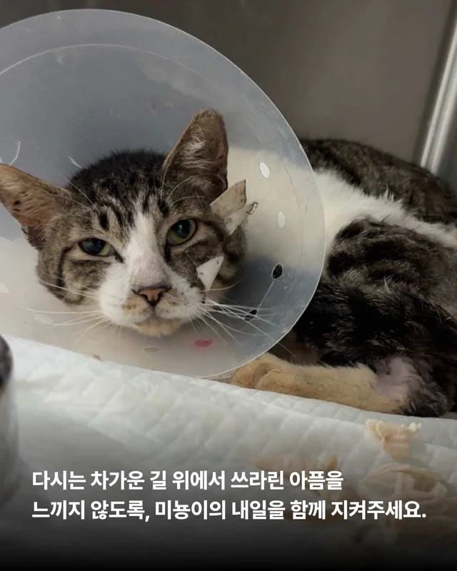 피부가 벗겨진 고양이, 더디지만 확실한 변화 현장 사진