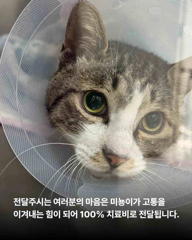 피부가 벗겨진 고양이, 더디지만 확실한 변화 현장 사진