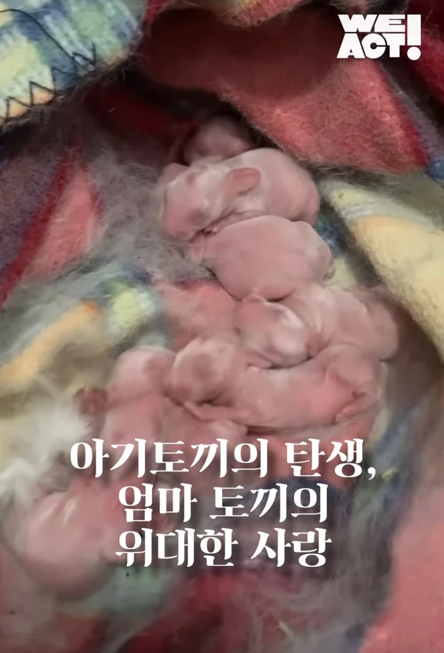 아기 토끼의 탄생, 엄마 토끼의 위대한 사랑 현장 사진