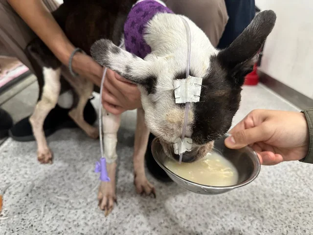 떠난 보호자 곁을 지킨 아이 현장 사진
