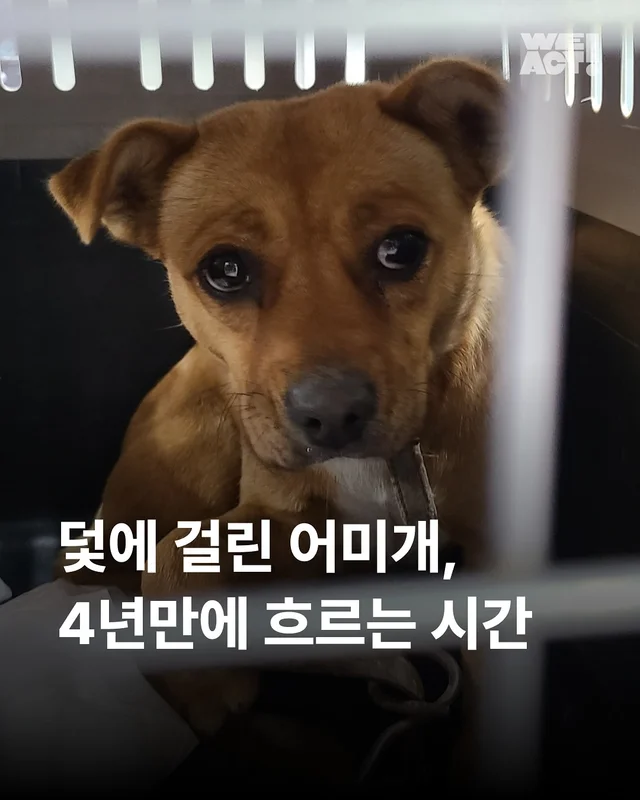 덫에 걸린 어미견, 슬픔을 잊는데 걸린 시간 현장 사진