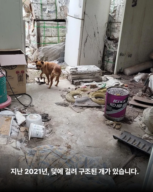덫에 걸린 어미견, 슬픔을 잊는데 걸린 시간 현장 사진
