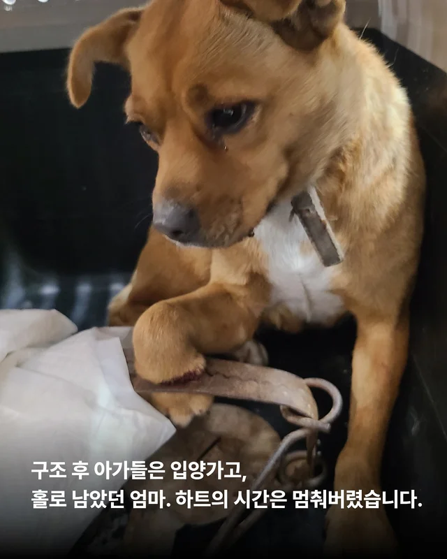 덫에 걸린 어미견, 슬픔을 잊는데 걸린 시간 현장 사진