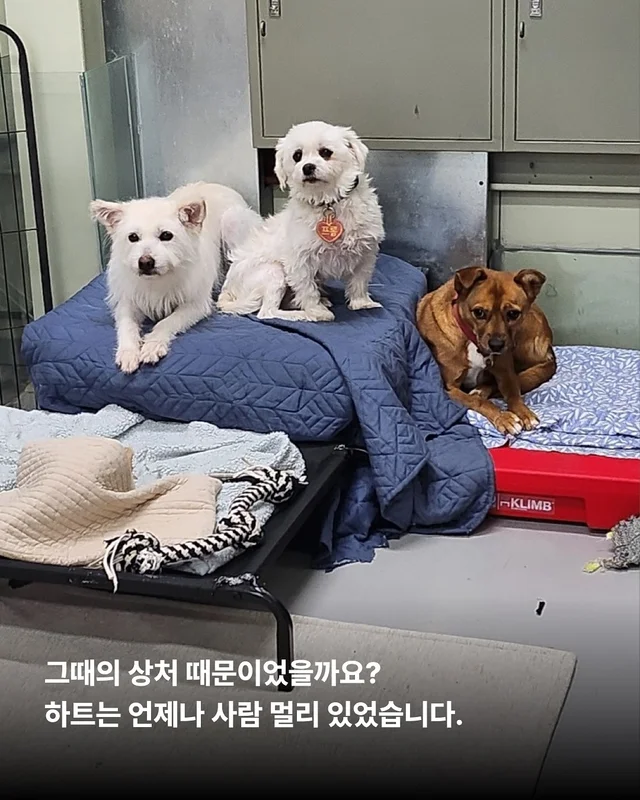 덫에 걸린 어미견, 슬픔을 잊는데 걸린 시간 현장 사진