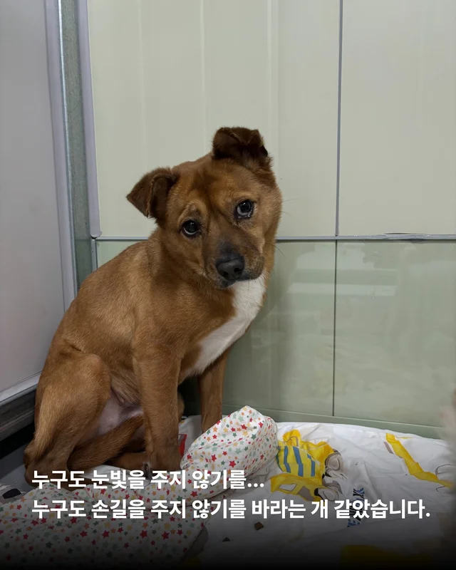 덫에 걸린 어미견, 슬픔을 잊는데 걸린 시간 현장 사진