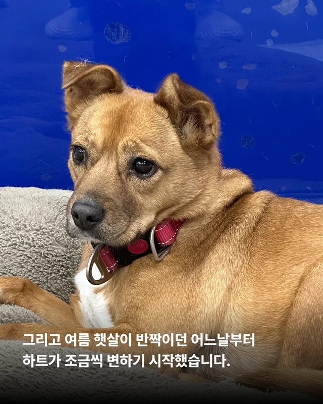덫에 걸린 어미견, 슬픔을 잊는데 걸린 시간 현장 사진