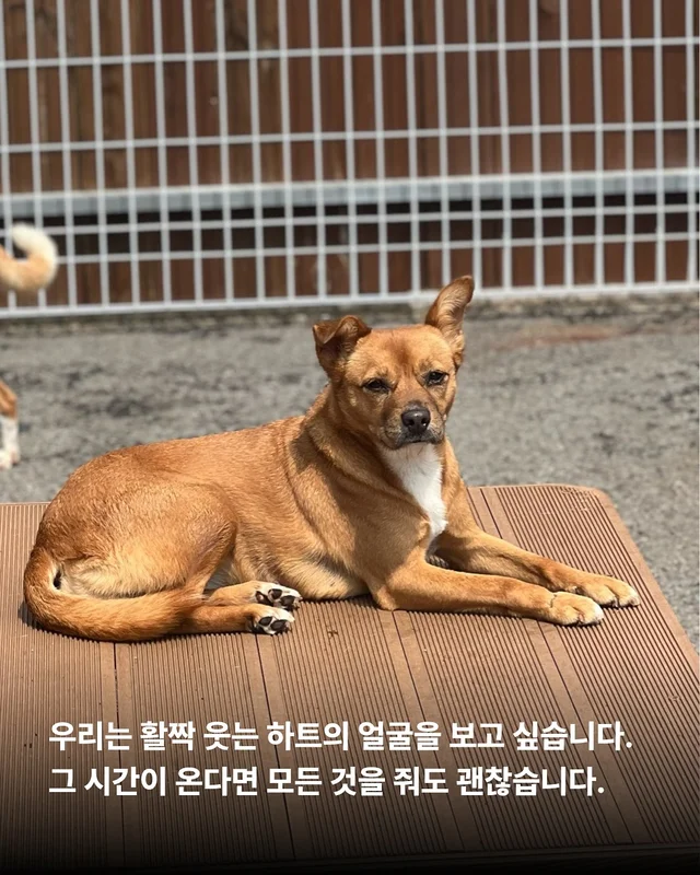덫에 걸린 어미견, 슬픔을 잊는데 걸린 시간 현장 사진