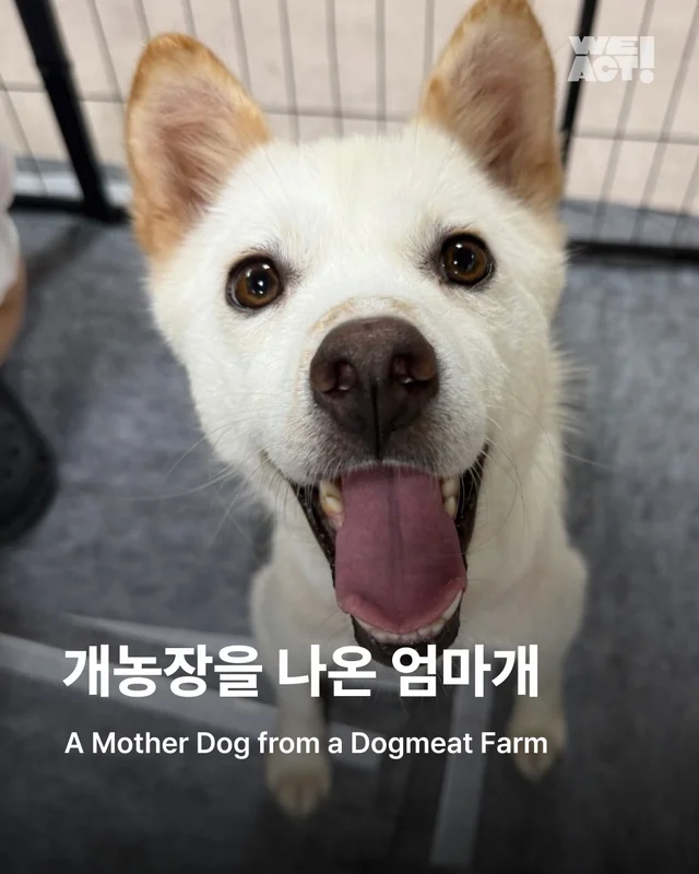 개농장을 나온 엄마 개 현장 사진