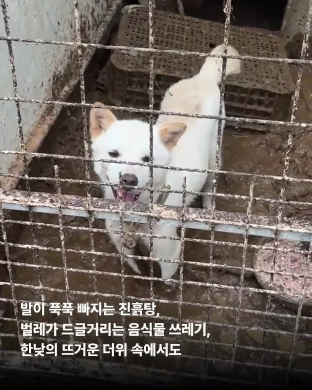 개농장을 나온 엄마 개 현장 사진