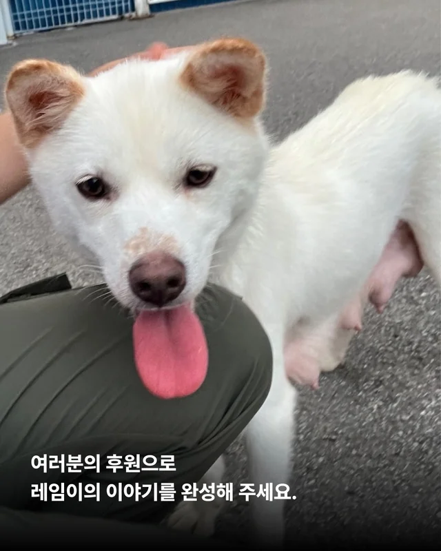 개농장을 나온 엄마 개 현장 사진