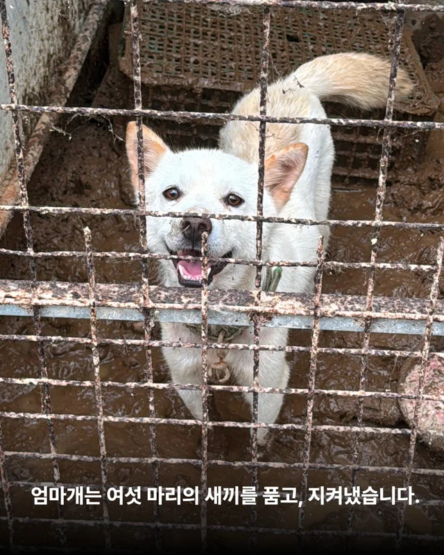 개농장을 나온 엄마 개 현장 사진
