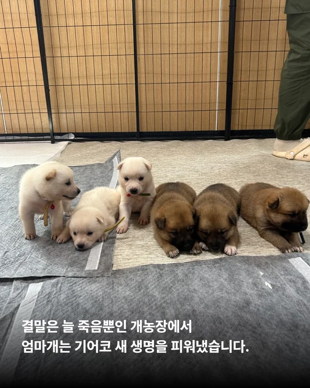 개농장을 나온 엄마 개 현장 사진