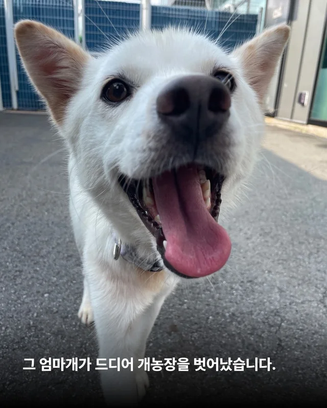 개농장을 나온 엄마 개 현장 사진