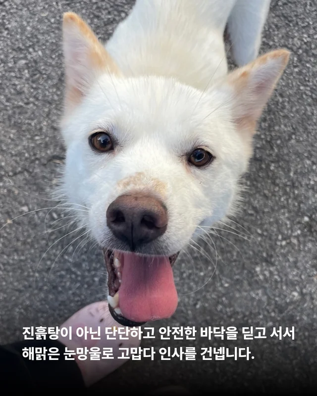 개농장을 나온 엄마 개 현장 사진