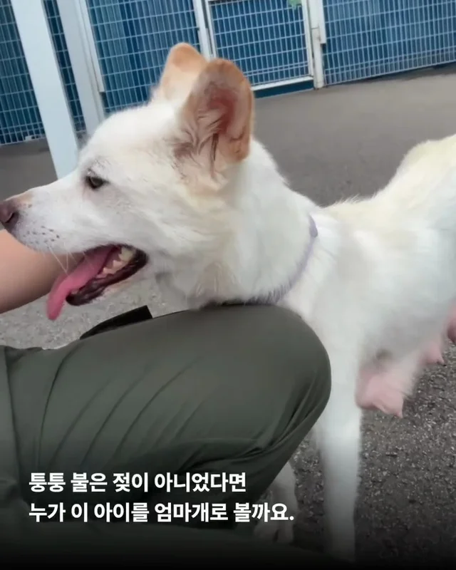 개농장을 나온 엄마 개 현장 사진
