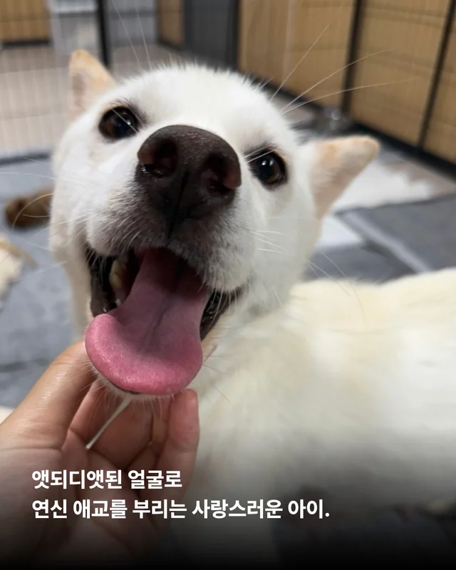 개농장을 나온 엄마 개 현장 사진