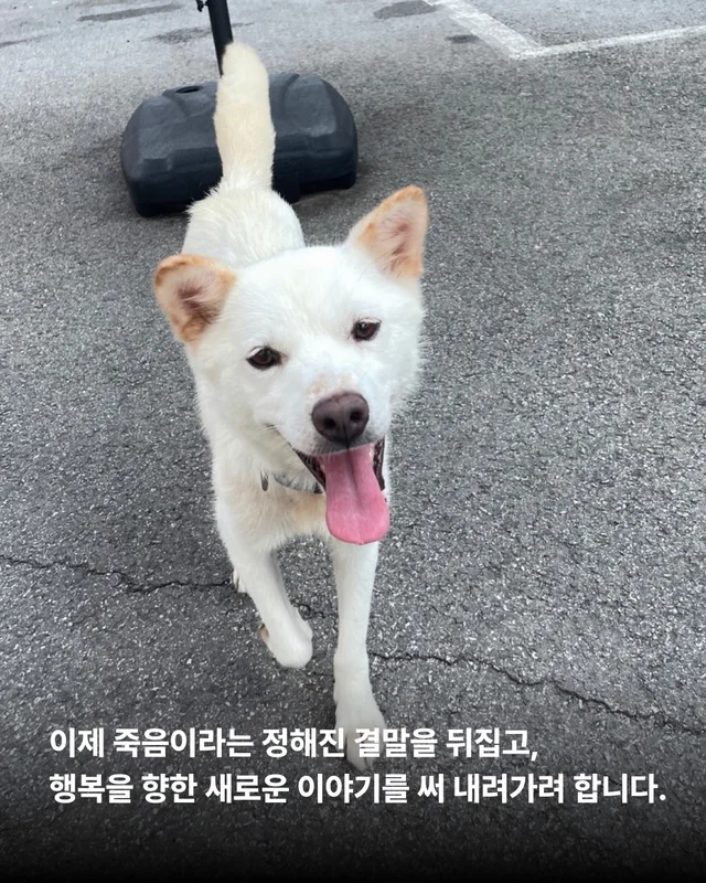 개농장을 나온 엄마 개 현장 사진