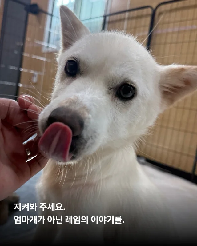 개농장을 나온 엄마 개 현장 사진