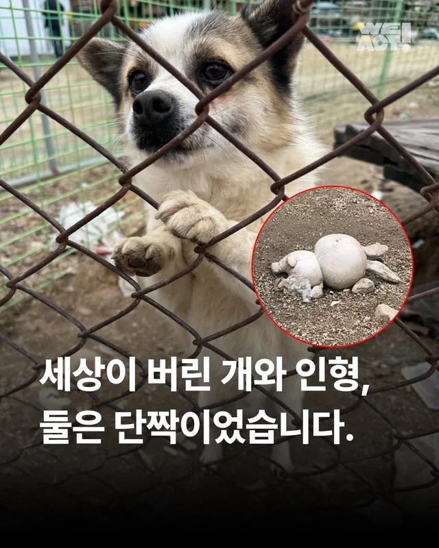 포천 방치견 현장 사진