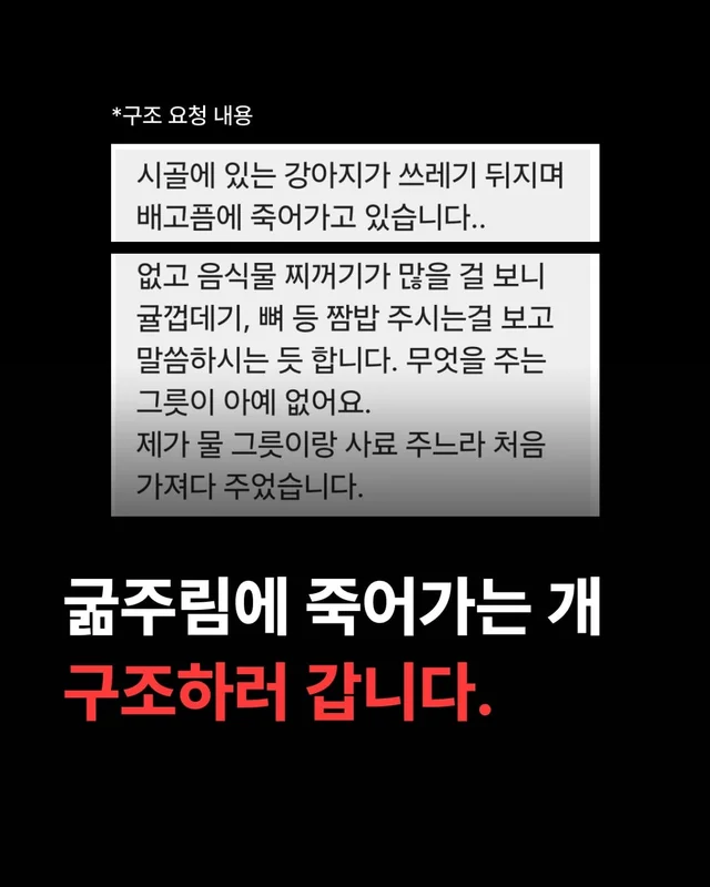 포천 방치견 현장 사진