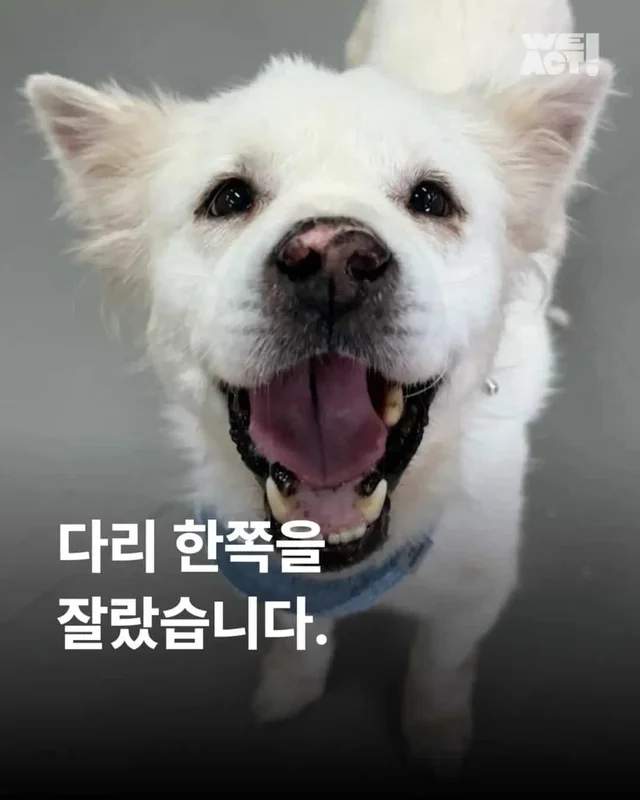 다리 한 쪽을 잃었습니다. 하지만 희망까지 잃지는 않.. 현장 사진