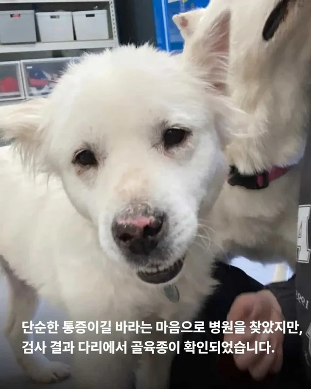 다리 한 쪽을 잃었습니다. 하지만 희망까지 잃지는 않.. 현장 사진