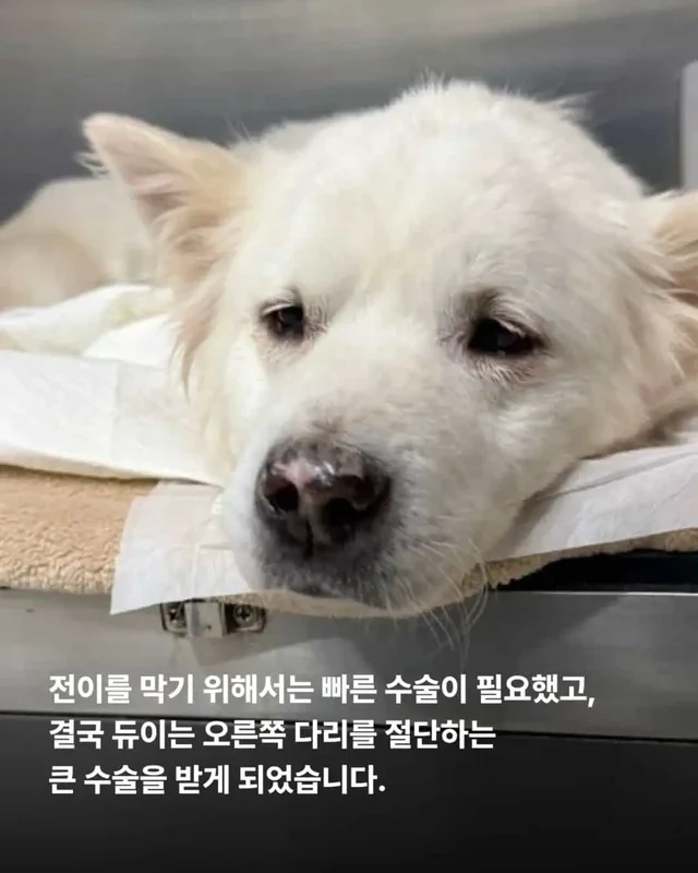 다리 한 쪽을 잃었습니다. 하지만 희망까지 잃지는 않.. 현장 사진