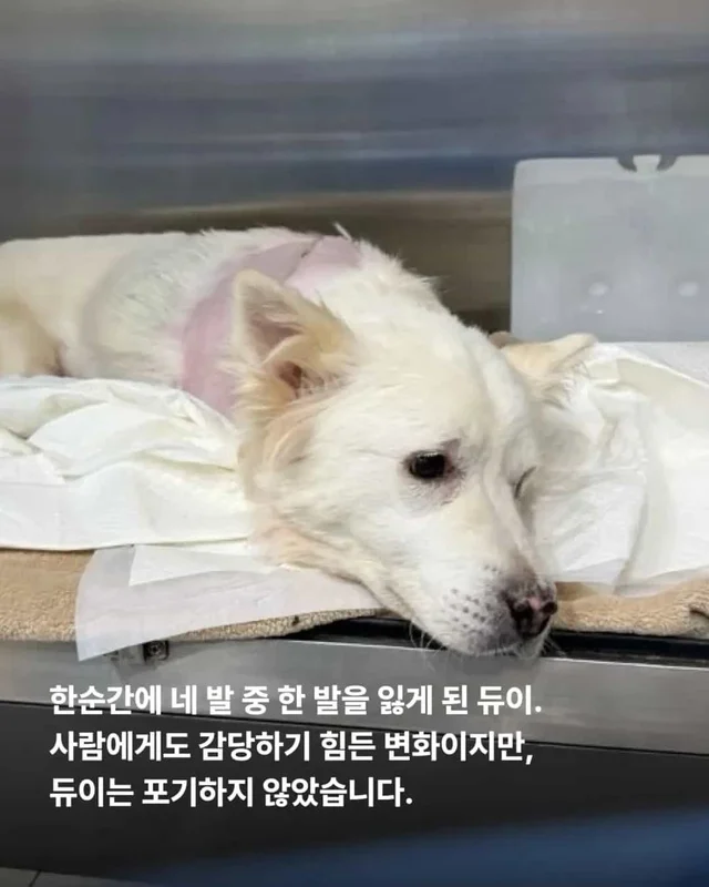 다리 한 쪽을 잃었습니다. 하지만 희망까지 잃지는 않.. 현장 사진