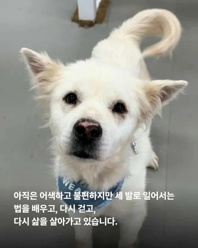 다리 한 쪽을 잃었습니다. 하지만 희망까지 잃지는 않.. 현장 사진