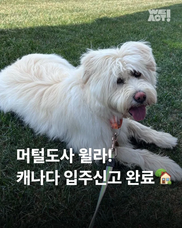 머털도사 윌라! 캐나다 입주 신고 완료! 현장 사진