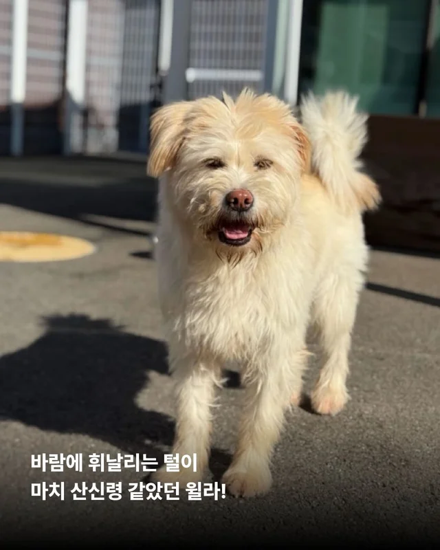 머털도사 윌라! 캐나다 입주 신고 완료! 현장 사진
