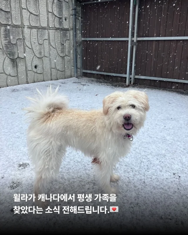 머털도사 윌라! 캐나다 입주 신고 완료! 현장 사진