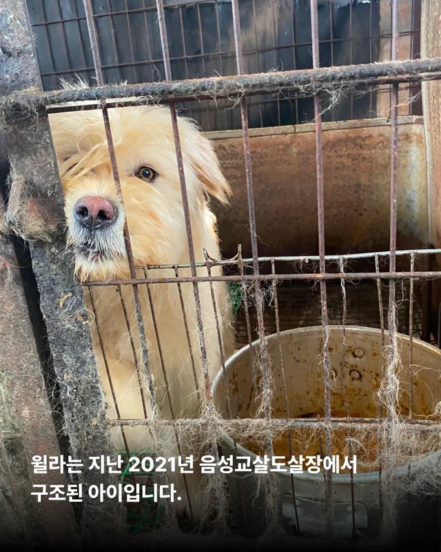 머털도사 윌라! 캐나다 입주 신고 완료! 현장 사진