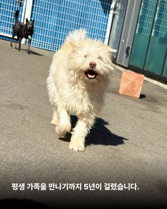 머털도사 윌라! 캐나다 입주 신고 완료! 현장 사진