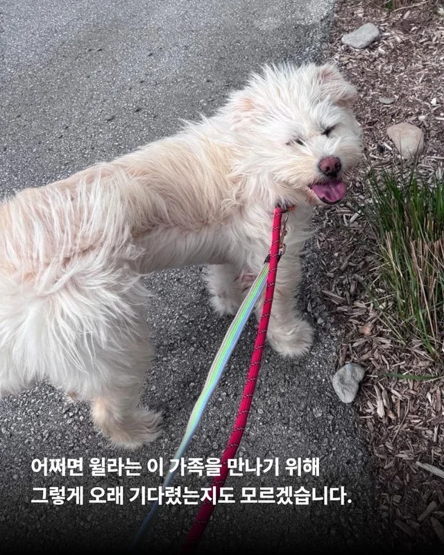 머털도사 윌라! 캐나다 입주 신고 완료! 현장 사진