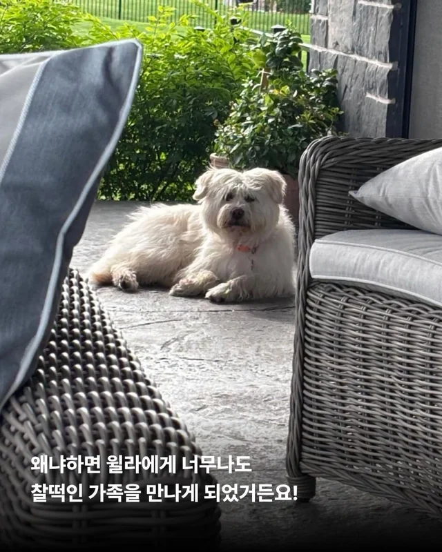 머털도사 윌라! 캐나다 입주 신고 완료! 현장 사진