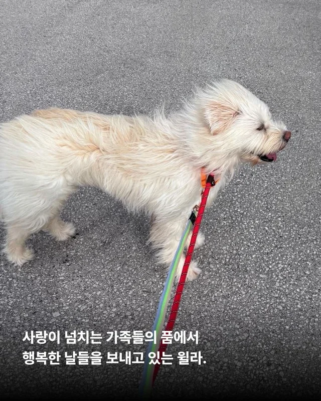 머털도사 윌라! 캐나다 입주 신고 완료! 현장 사진
