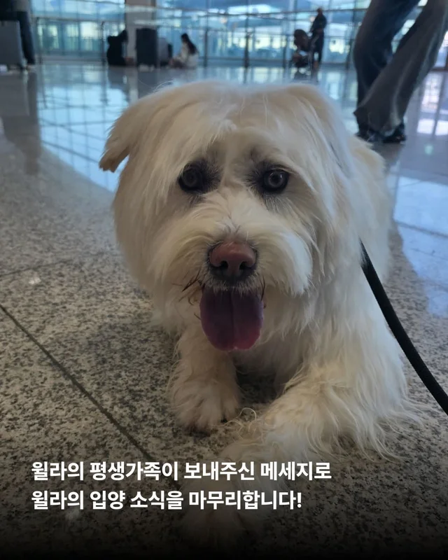 머털도사 윌라! 캐나다 입주 신고 완료! 현장 사진