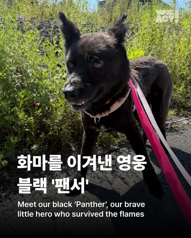 화마를 이겨낸 영웅, 블랙 ’팬서‘ 현장 사진