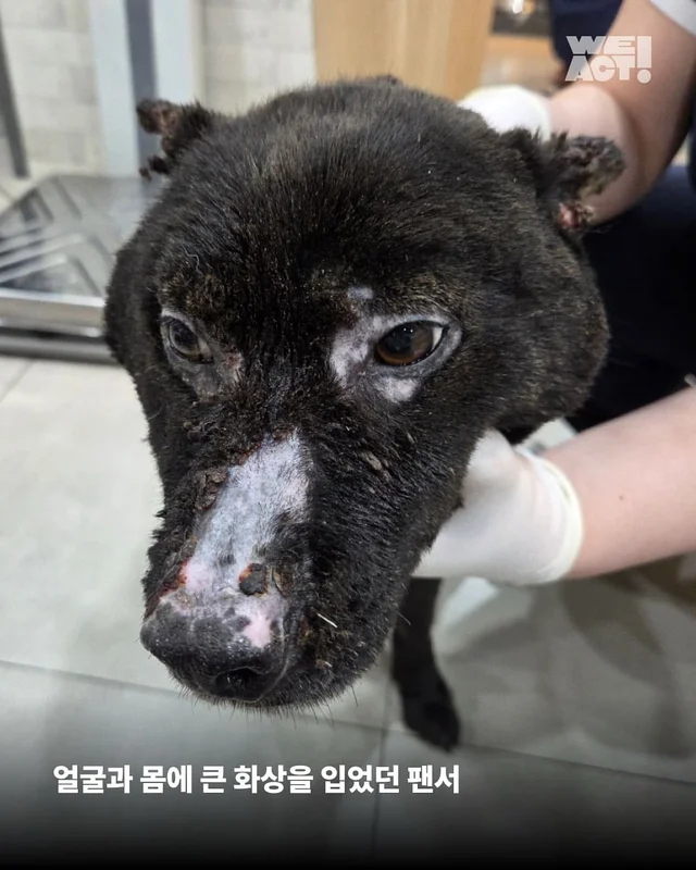 화마를 이겨낸 영웅, 블랙 ’팬서‘ 현장 사진