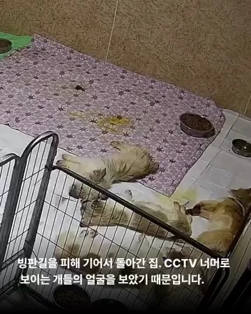 대전방치학대 현장 사진