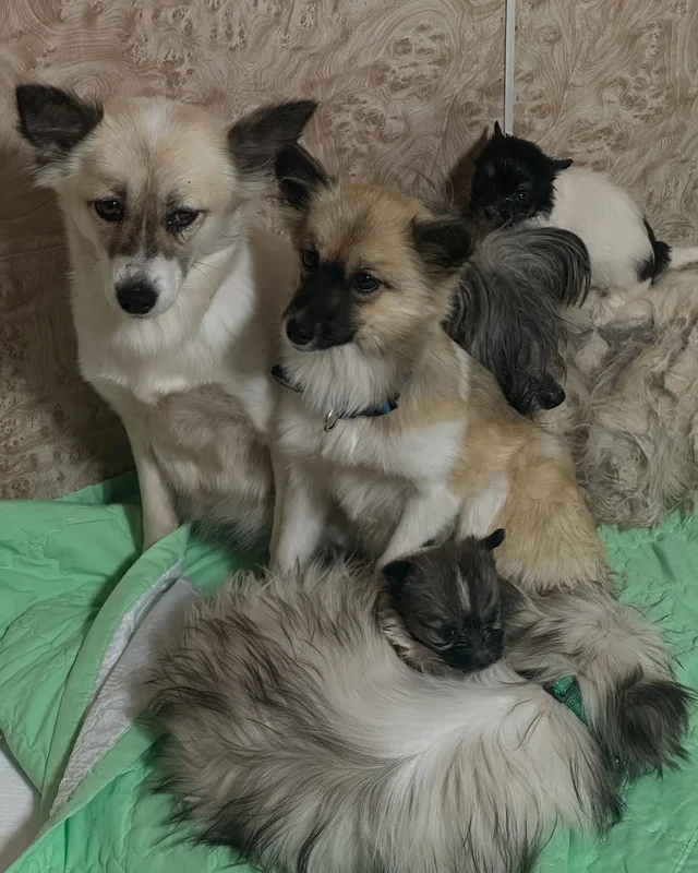 대전방치학대 현장 사진