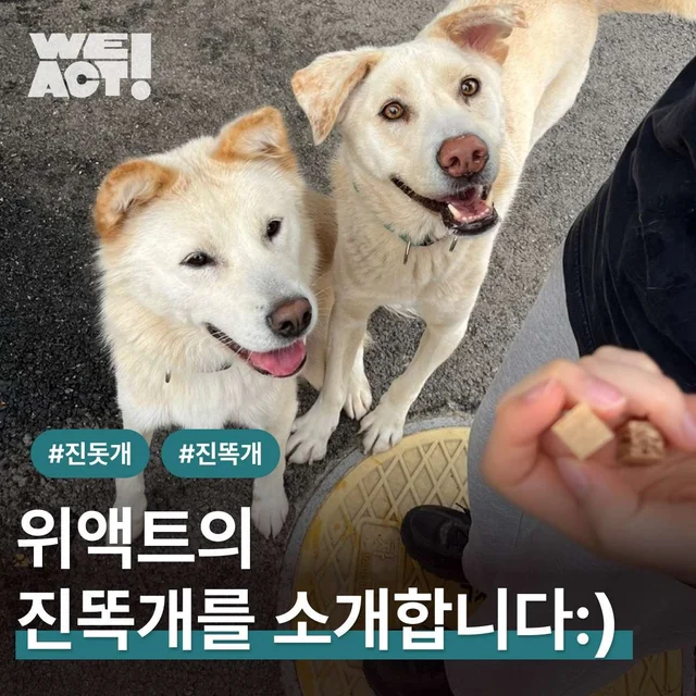 위액트의 진똑개를 소개합니다! 현장 사진