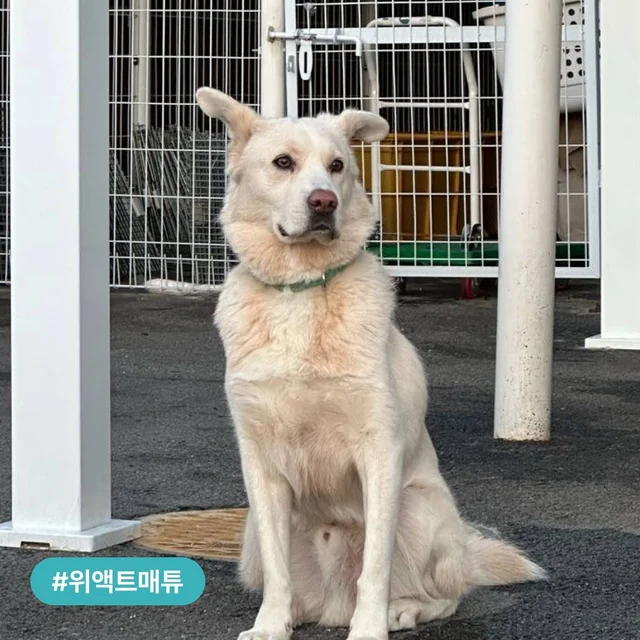 위액트의 진똑개를 소개합니다! 현장 사진